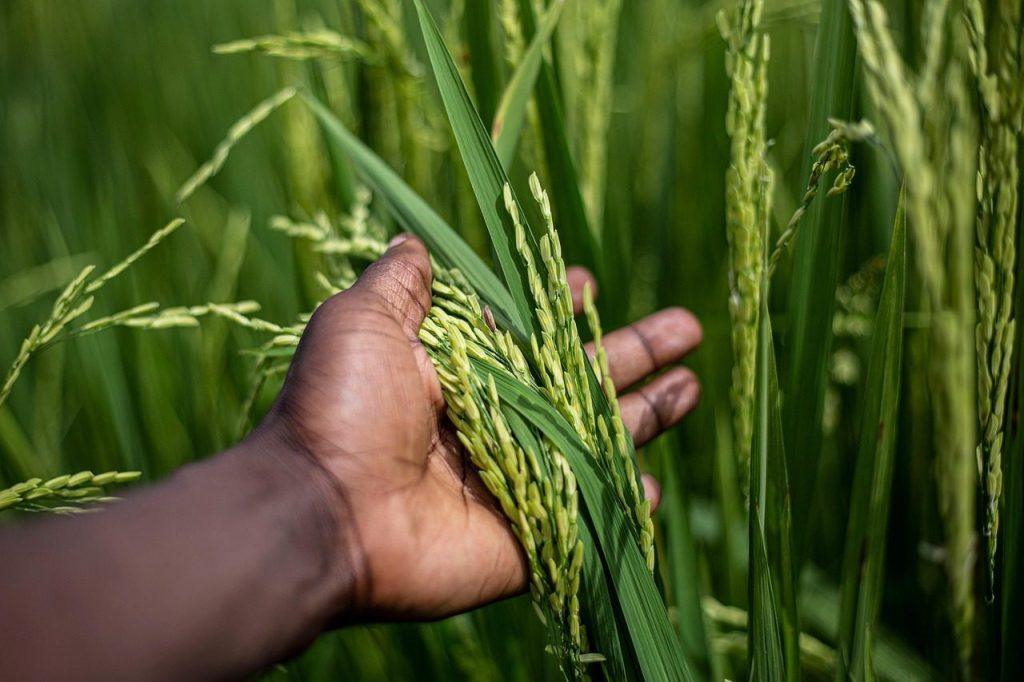 rice, grain, plant, food, harvest, hand, agriculture, farming, cultivation, organic, plantation, landscape, nature, burundi, bujumbura, africa, rice, burundi, burundi, burundi, burundi, burundi