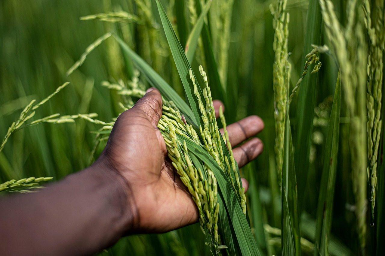 rice, grain, plant, food, harvest, hand, agriculture, farming, cultivation, organic, plantation, landscape, nature, burundi, bujumbura, africa, rice, burundi, burundi, burundi, burundi, burundi