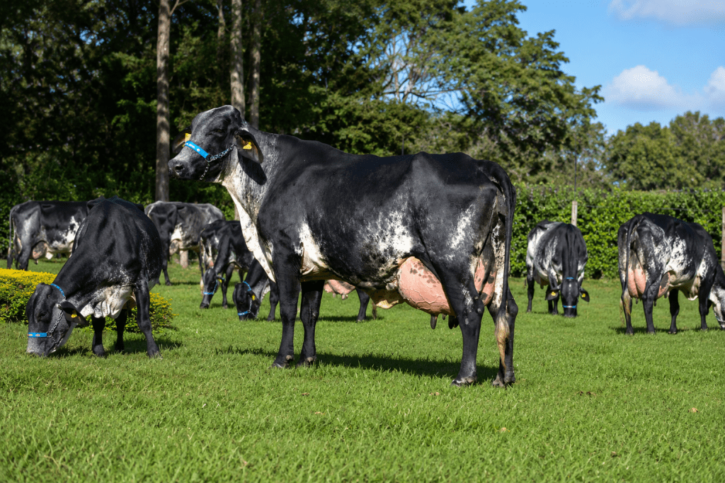 Girolando cattle